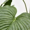 Enzo De Gasperi Pianta Artificiale Hosta H66cm -Negozio Di Mobili enzo de gasperi pianta artificiale hosta h66cm