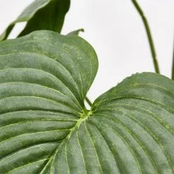 Enzo De Gasperi Pianta Artificiale Hosta H66cm