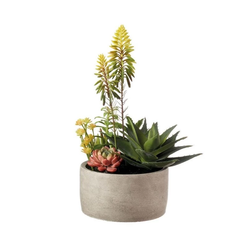 Composizione Piante Grasse Grande Ø20x42cm 5 Composizione Piante Grasse Grande Ø20x42cm - immagine 3